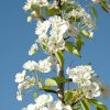 Summercrisp Pear #15 - Image 3